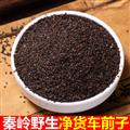 秦岭野生车前子 车前草子 新货日晒无硫500g