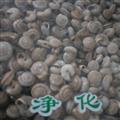 諾源藥材行蝸牛 白蝸牛  白螺螄殼