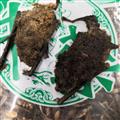 諾源藥材行中藥材蝙蝠 天鼠 夜明鼠