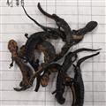 諾源藥材行中藥材羌活魚(yú) 娃娃魚(yú)  杉木魚(yú)