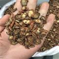 丹參 山東無硫丹參 含量高 大統(tǒng) 產(chǎn)地 山東省 產(chǎn)地直銷 重在質(zhì)量