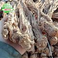 当归 当归头中个50头 产地 甘肃省  买好药找娟子 专业批发