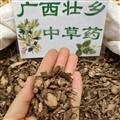 廣西壯鄉(xiāng)中草藥 野生 全根 血黨 斑葉朱砂根 腺點(diǎn)紫金牛 產(chǎn)地 廣西柳州