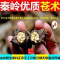 南苍术 秦岭苍术根 苍术个子 茅苍术北苍术南苍术 无硫新货 茅苍术 500g 另有猪苓根茎