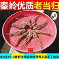 秦岭老当归整根 日晒无硫500g