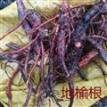 地榆根，野生新鮮地榆根