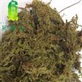 石打穿 仙鹤草 石大穿 统 产地 四川省