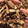 蒼術 內蒙古蒼術統(tǒng)片 產地 內蒙古自治區(qū)巴彥淖爾市烏拉特中旗