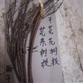 芫花枝芫條芫花樹(shù)枝條野生曬干頭痛花樹(shù)枝