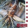 酸模根野生新鮮山大黃土大黃根