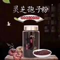 碾压灵芝孢子粉，灵芝，长白山椴木灵芝孢子粉，粉面经过碾压成小片状，孢子油成分高，罐装更卫生，配带勺，每罐250克净重，零售兼批发电话：15843052935  
