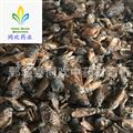 【好统货牛虻虫】@【同欢药材】中药材批发供应  规格齐全 量大从优  产地 陕西省