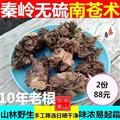 【適合切片】秦嶺野生南蒼術(shù) 蒼術(shù)根 茅蒼術(shù) 北蒼術(shù) 南蒼術(shù)手工采刨 日曬500g【2份88活動(dòng)結(jié)束】
