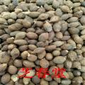 花草茶批發(fā) 胖大海茶養(yǎng)生茶 精選胖大海 廠家直供量大從優(yōu)
