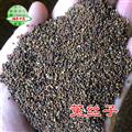 菟絲子 菟絲子過風車統(tǒng)貨 產(chǎn)地 內(nèi)蒙古自治區(qū) 買好藥找娟子