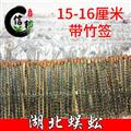 蜈蚣15-16厘米不接拼條湖北貨帶竹簽湖北蜈蚣薄利多銷(xiāo)合作共贏量大從優(yōu)專(zhuān)注品質(zhì),誠(chéng)信信邦!