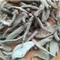 諾源藥材行中藥材紫茉莉根 粉果根 入地老鼠 鉆地老鼠