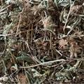 諾源藥材行中藥材含羞草 怕羞草 喝呼草 怕丑草 望江南 感應(yīng)草