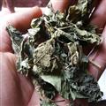 新輝藥業(yè)正品優(yōu)質(zhì)霜桑葉 桑葉  優(yōu)質(zhì)新貨 
