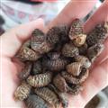 新輝藥業(yè)蠐螬 糞蟲 地蠶 正品