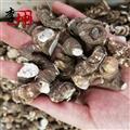 【包郵】重樓 家種水洗大個 蚤休 七葉蓮【良心經營 品種齊全】