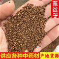 正品內(nèi)蒙菟絲子 菟絲子水洗選貨 黑粒少 假一賠十 含量高 產(chǎn)地 內(nèi)蒙古自治區(qū)