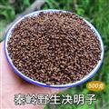 秦嶺山區(qū)野生決明子 炒決明子決明子