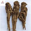 當歸 當歸個 無硫當歸個 產(chǎn)地甘肅省 地道藥材 紫軒堂藥業(yè)