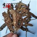 【99包郵】夏枯球 統(tǒng)貨  河南產(chǎn)夏枯花 夏枯草