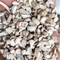 白芍 3一6號篩(無硫)尾芍片，無粉沐無雜質(zhì)