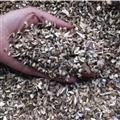白術(shù) 白無硫顆粒3一8號篩無粉沫 產(chǎn)地 安徽省亳州市譙城區(qū)