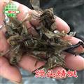 蜻蜓 绿头蜻蜓统货 产地 河北省 买好药找娟子