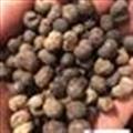棕櫚 棕櫚子 棕櫚子 棕櫚籽 棕樹子 棕樹果 敗棕子產(chǎn)地 湖南省