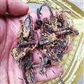 全蝎 统 产地 海南省  小黑蝎子