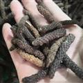 诺源药材行中药材荜拨 荜茇  鼠尾 优质新货