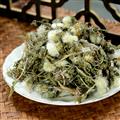蒲公英 野生蒲公英 凈貨 無泥沙 高含量 產(chǎn)地 四川省【品種齊全 誠信經(jīng)營】