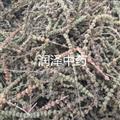 【荆芥穗】【润泽中药】中药材批发供应 规格齐全 量大从优