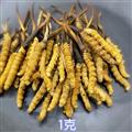 冬虫夏草 新鲜虫草 各规格齐全