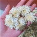 菊花 新貨七月菊 產(chǎn)地 安徽省黃山市