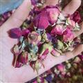 月季花 月季花大朵统货 产地 山东省