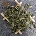 透骨草 珍珠透骨草 纯青 新货 产地 山东省