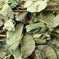 大葉金錢草 大葉金錢草 產(chǎn)地 廣西壯族自治區(qū)