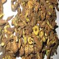 内蒙统装黄芩片  枯芩 黄芩 内蒙黄芩  批发各种中药材