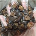京輝藥業(yè) 土元 土鱉蟲 正品選貨 過(guò)篩去塵干凈無(wú)雜