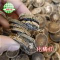 化橘红  化橘红片 30年陈片 产地 广东省 买好药找娟子