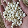 京辉药业 贝母 精品手选 0.7 平贝母 