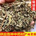 柴胡草 柴胡苗 選裝 顏色好 新貨 產(chǎn)地 山西省 