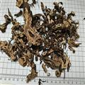升麻 01統(tǒng) 產地 甘肅省