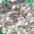 諾源藥材行 珍珠母 珍珠  真珠母