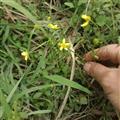 真正的大別山野生貓爪草新貨無(wú)硫2025年4月一手采挖批發(fā)零售
